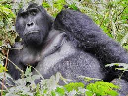 Misty forest gorilla habitat